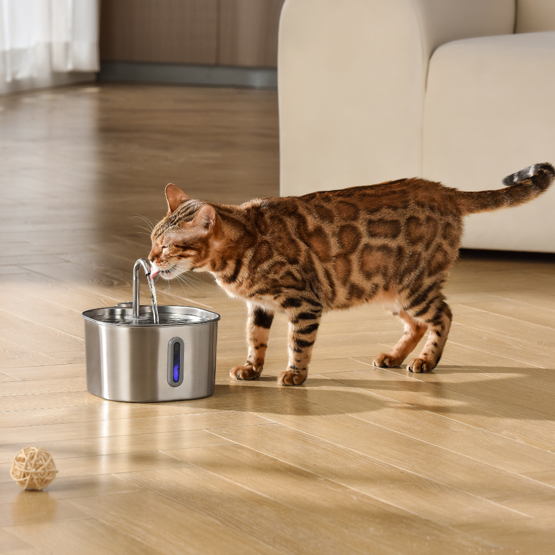 2.2L Fountain Hydration & Play Bundle