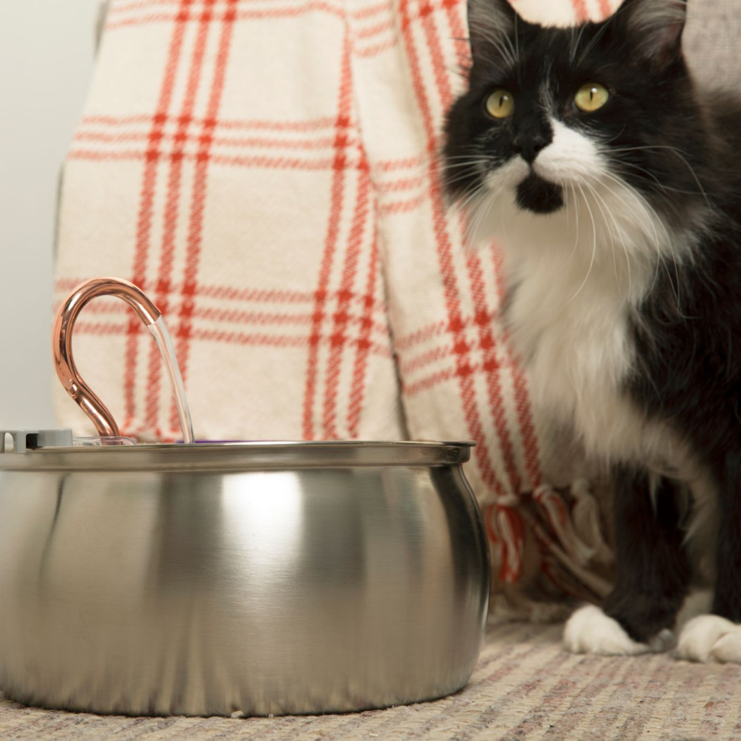 4L Stainless Steel Cat Fountain Starter Kit