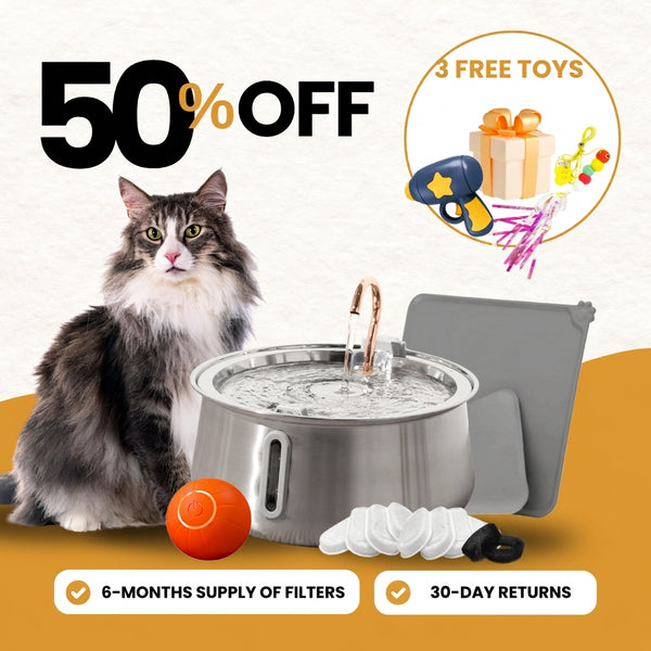 4L Fountain Hydration & Play Bundle
